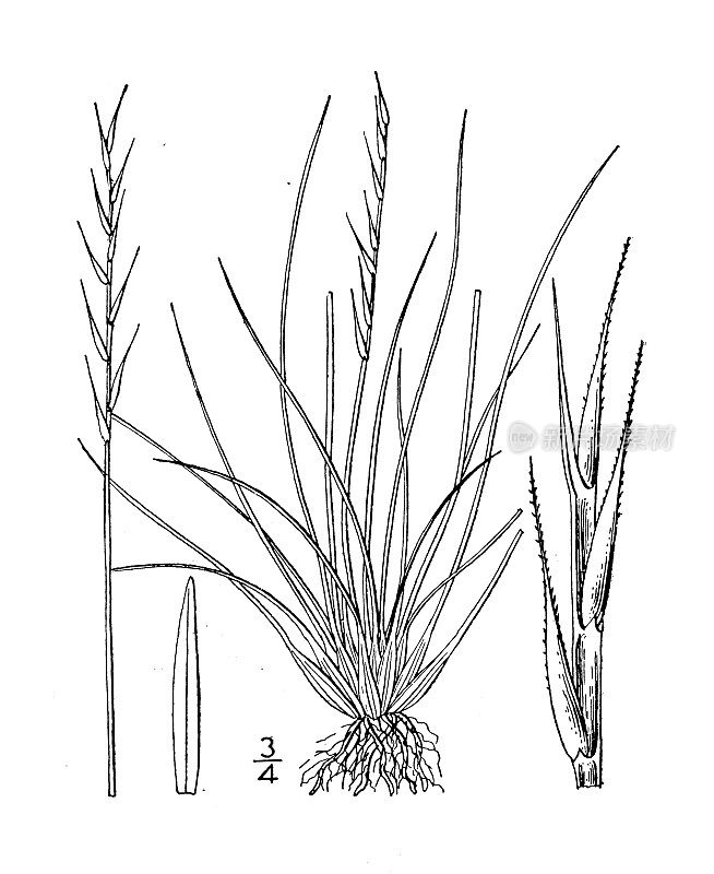 古植物学植物插图:Nardus stricta, Mat grass, Nardus